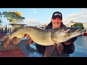 Hechtangeln mit Köderfisch - Tipps zum Angeln im Hafen