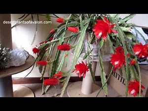 My Epiphyllum ackermannii 'Orchid Cactus' in STUNNING full Flower