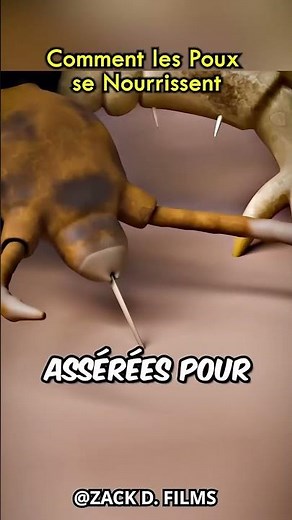 Comment les poux se nourrissent