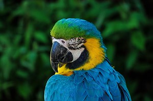 Macaw Parrot Names 216  Cute & Best Ideas - PetShoper