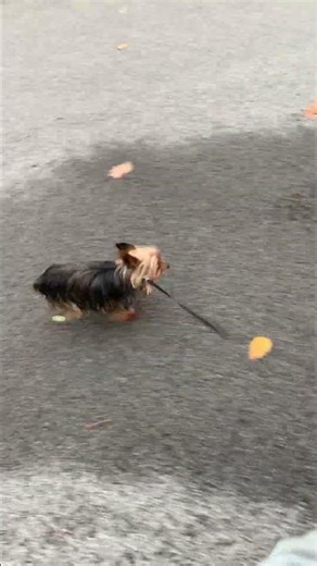 Feb 17 4:24pm My Video Title multipart