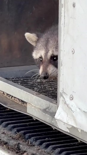 Cute Baby Raccoons Compilation
