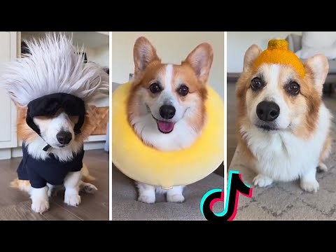 The Best Corgi Compilation On The Internet ~ Funny and Sassy Moments ‪@Tofu_Corgi‬