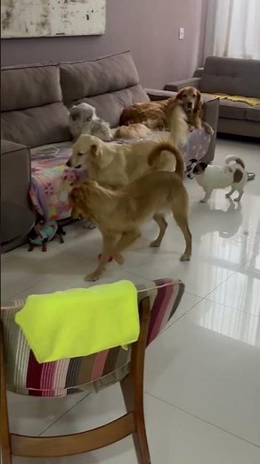Big Dogs Hilariously Play With Tiny Sibling Dog