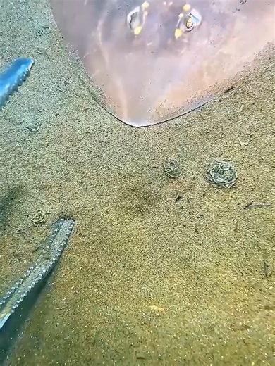 Diving Adventures: Catching Lobsters and Crabs