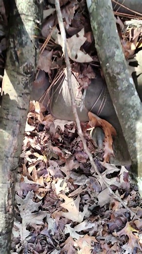 old farm implements in the woods