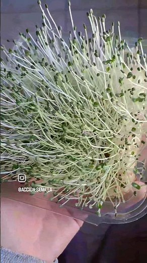 Germinados de Chía 🍃