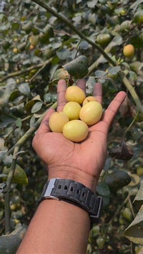 Traditional Village Apple Kul Harvest | Fresh Boroi From The Tree | Part 24