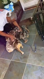 621K views · 26K reactions | Explore the fascinating world of the English Bulldog, a breed that embodies resilience and affection. Join us as we uncover the history, characteristics, and enduring appeal of these lovable canines. #thebullyview #bullybreeds #bulldoglovers #englishbulldogs | The Bully View | Facebook