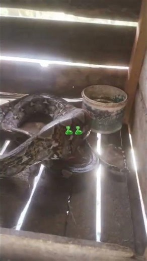 Scary😱😱,. Python entered the chicken coop.