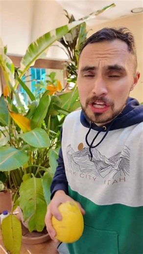 My lemons weigh more than a pound and it grew in containers! What should I make with it? I didn’t do anything special, they’re just a special variety called Ponderosa Lemons. They remind me of the lemons in Naples, Italy, but this variety was actually created by chance in Maryland more than 100 years ago. | Alex Calamia