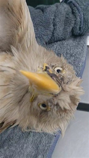 羅臼から、1羽のオジロワシが運び込まれました顔の傷が痛々しく、胸が締め付けられます状況からは交通事故が疑われますが、はっきりとした原因はまだ分かっていませんさらに、気になる神経症状も認められていますどうか乗り越えてほしい私たちも、この命をつなぐために最大限尽力します