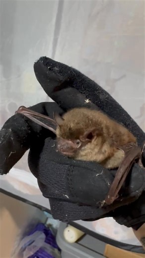 21K views · 2.1K reactions | I have one more introduction tonight! Meet our new Big Brown bat (I called her a little brown bat in the video, but her species is Big Brown bat). She needs a name! | WEST Wildlife Rehab | Facebook