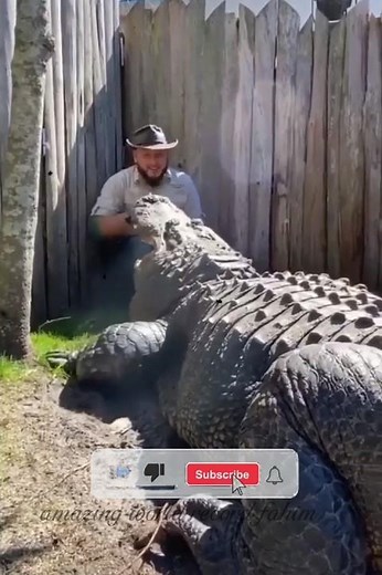 “World’s Biggest Crocodile Ever Caught on Camera 🐊 | Largest Crocodile in the World”