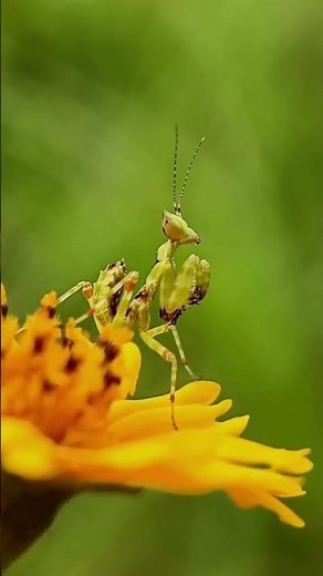 praying mantis dancing on flowers #insects #insectworld #wildlife #fypシ #prayingmantis