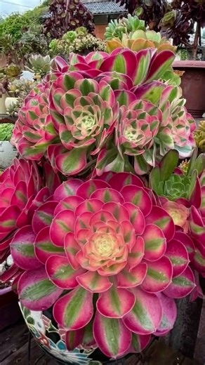 Aeonium 'Pink Witch', a type of succulent.