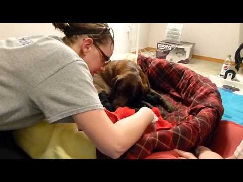 labrador puppy difficult birth, but he's a survivor