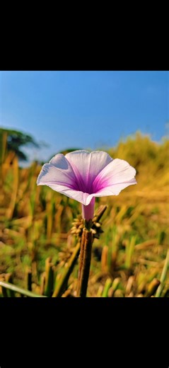 mobile photography #photography