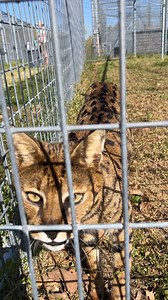 27K views · 4.2K reactions | Beacher Savannah Cat enjoys saying hello to staff while nibbling on grass. #savannah #savannahcat #TCWR #TurpentineCreek #GFAS #GlobalFederationAnimalSanctuaries #RescueToRefuge #Sanctuary #BigCat #Cats #refuge #reels #animalvideo #shorts #shortvideo #catvideo #catvideos | Turpentine Creek Wildlife Refuge | Facebook