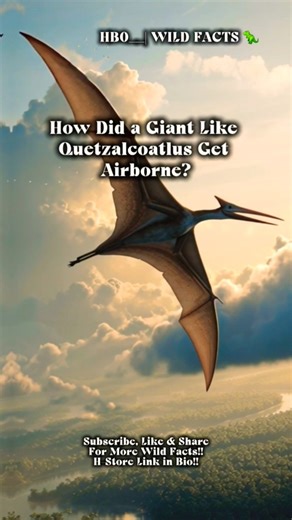 How did a giant like quetzalcoatlus get airborne? #facts #dinosaur #quetzalcoatlus