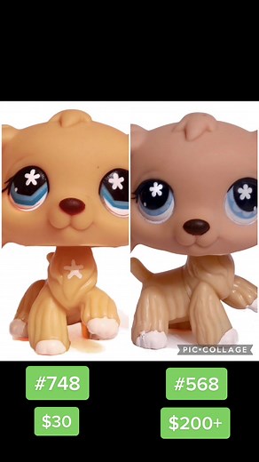 Distinguishing Between LPS 568 and LPS 748 Cocker Spaniels