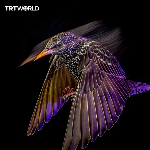 3.4M views · 10K reactions | Grand prize winners for the Bird Photographer of the Year competition, showcasing remarkable creatures that roam our skies | TRT World | Facebook