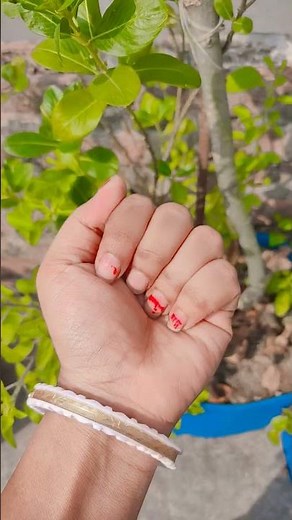 It is the smaller shiny jewel beetle part2#anyuniqueanimals #beautifulinsects #insect