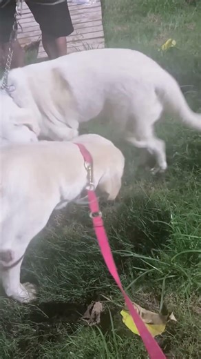 Basic training activities between dogs@# 12