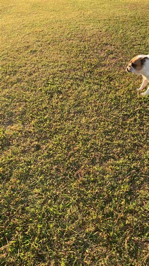 #englishbulldogsoftiktok #englishbulldog #englishbulldogs