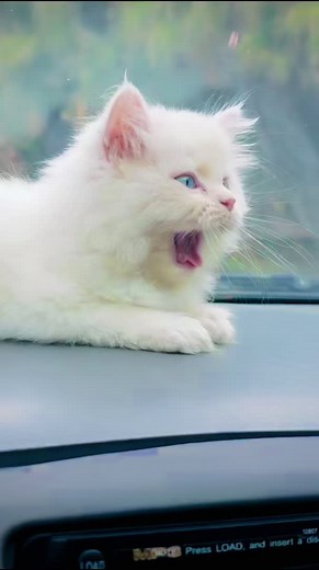 Adorable Cat Compilation - Cato Khan
