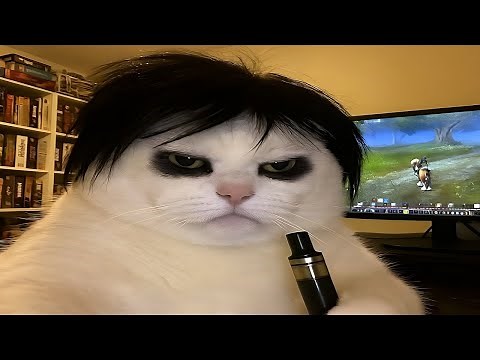 FUNNY CAT MEMES COMPILATION V14