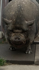 Stop what you’re doing because you need to meet Lord Pablo Porcini, a pampered pot-bellied pig who lives in a chateau! 🏰 🐷 📺 The Yorkshire Vet, Tuesday 8pm | Channel 5