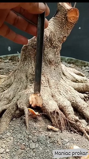 32K views · 307 reactions | Spasi akar kimeng  #bonsailovers #bonsaitree #bonsaiword #bonsainasional #aspacbonsai | Ell Qhayla | Facebook