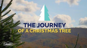 17K views · 73 reactions | Ever wondered what the journey is like from sapling to the Christmas tree you bring home? | Lowe's Home Improvement | Facebook