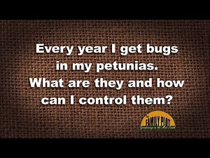 Q&A – How do I control small green bugs on my petunias?
