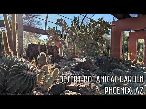 Desert Botanical Garden | Let's visit my favorite cactus plants! | Phoenix, AZ