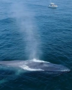 91K views · 1.7K reactions | Repost: @dolphindronedom // It’s hard to believe that this was a “small” blue whale. You’ll commonly hear people say that blue whales can get up to 100ft long, and while that’s true, it dramatically undersells just how large a 60-70ft animal is! | Ocean Conservation Research - OCR | Facebook