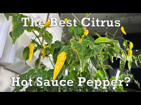 Growing Lemon Drop Peppers Indoors From Seedling to Harvest | Bright Yellow Hot Sauce Peppers