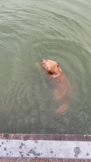 Awesome dog! | Animals