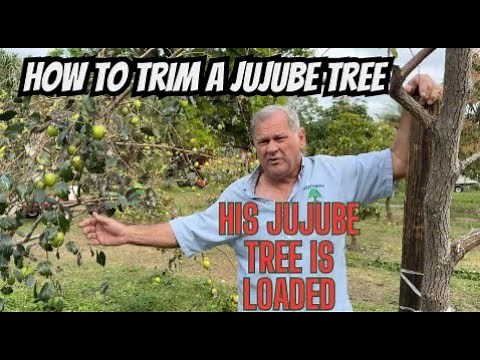 How To Trim a Jujube Fruit Tree