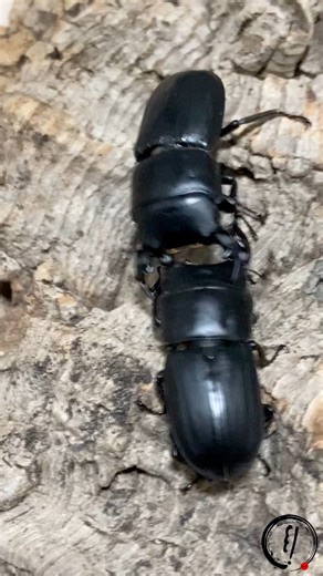 14K views · 278 reactions | Intense Stag Beetle fight! But wait.. | Elytra | Facebook