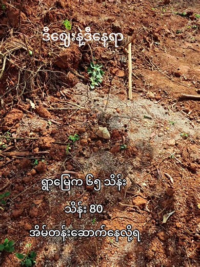 🏗️🏗️ပေ50×50-65သိန်း💸💸80သိန်း 🏙️🌆လားရှိုးမြို့နဲ့အနီးဆုံးရွာမြေ 🏡🏡အိမ်တန်းဆောက်နေဖို့ပဲဖြစ်ဖြစ် 💰ဝယ်ယူရင်းနှီးမြုပ်နှံဖို့ပဲဖြစ်ဖြစ် တကယ့်နေရာကောင်း🏗️ 💯မြေခိုင်မာမှု(ရွာမြေစစ်စစ်)အာမခံ 💸 𝐏𝐑𝐈𝐂𝐄: 𝟔𝟓 𝐋𝐚𝐤𝐡𝐬 / 𝟖𝟎 𝐋𝐚𝐤𝐡𝐬 (𝐒𝐡𝐨𝐜𝐤𝐢𝐧𝐠 𝐃𝐞𝐚𝐥!) 📍 𝐋𝐎𝐂𝐀𝐓𝐈𝐎𝐍: 𝟐𝟎 𝐌𝐢𝐧𝐬 𝐟𝐫𝐨𝐦 𝐋𝐚𝐬𝐡𝐢𝐨 📐 𝐒𝐈𝐙𝐄: 𝟓𝟎' × 𝟔𝟎' (𝐅𝐭) 💎 𝐇𝐈𝐆𝐇𝐋𝐈𝐆𝐇𝐓𝐒: ✅ 𝐑𝐞𝐚𝐝𝐲 𝐭𝐨 𝐁𝐮𝐢𝐥𝐝 -အိမ်ချက်ချင်းဆောက်နေရုံ ✅ 𝟏𝟎𝟎% 𝐒𝐞𝐜𝐮𝐫𝐞 - ရွာမြေ/ရှေ့နေချုပ် ခိုင်မာမှုအပြ