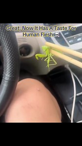 IdkSterling (@idksterling)’s video of praying mantis