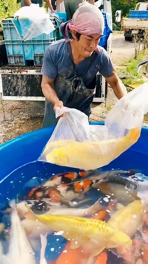 THE KOI FISH ARE SO COLORFUL 😍 #koi #fish #fishing #Japan #NISHIKIGOI #pond #fishpond #fy #foryou #trends #luxery #luxerylife
