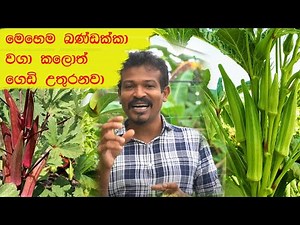 පිරිලා උතුරල කරල් එන්න නිවැරදිව බන්ඩක්කා වගාව