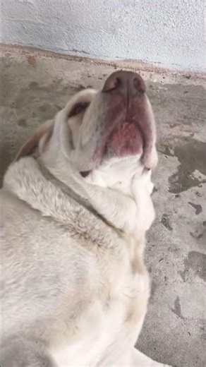 Roger loves the belly rubs!! #labrador #bestdogbreeds #familydogs #dogs #rogerthegent