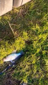 Bank Jigging Crappie 🐟 #shorts #fishing