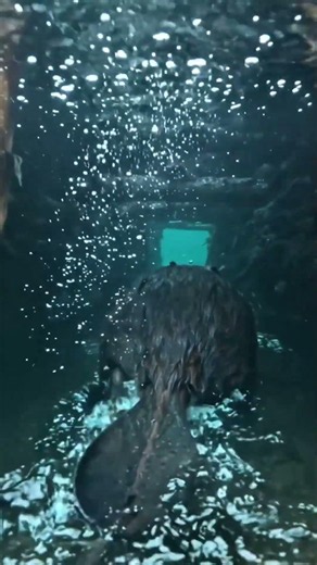 What Beavers Built Underwater Is Insane 😳
