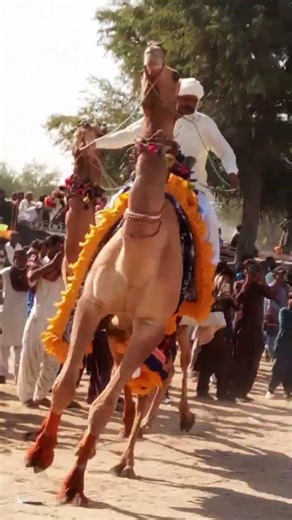 Look at how beautifully the camel is dancing in the fair.