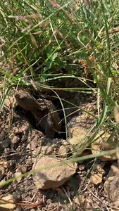 THERE'S NOTHING COMMON ABOUT COMMON SNAPPING TURTLES! These baby common snappers were recently spotted entering the world. Snapping turtles are typically born between August and October. They usually take between 60 to 100 days to hatch, but that date is dependent on weather and environmental conditions. Welcome to the world snappys. Video taken at Minnesota Valley National Wildlife Refuge by USFWS Video description: tiny snapping turtles emerge from a hole in the ground | U.S. Fish and Wildlife